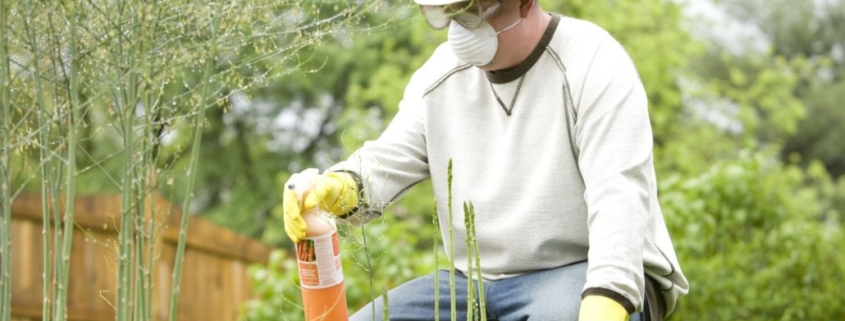 16078-a-man-spraying-a-pesticide-on-some-plants-in-his-garden-or
